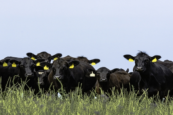 Image Black cattle with yellow ear tags in a field